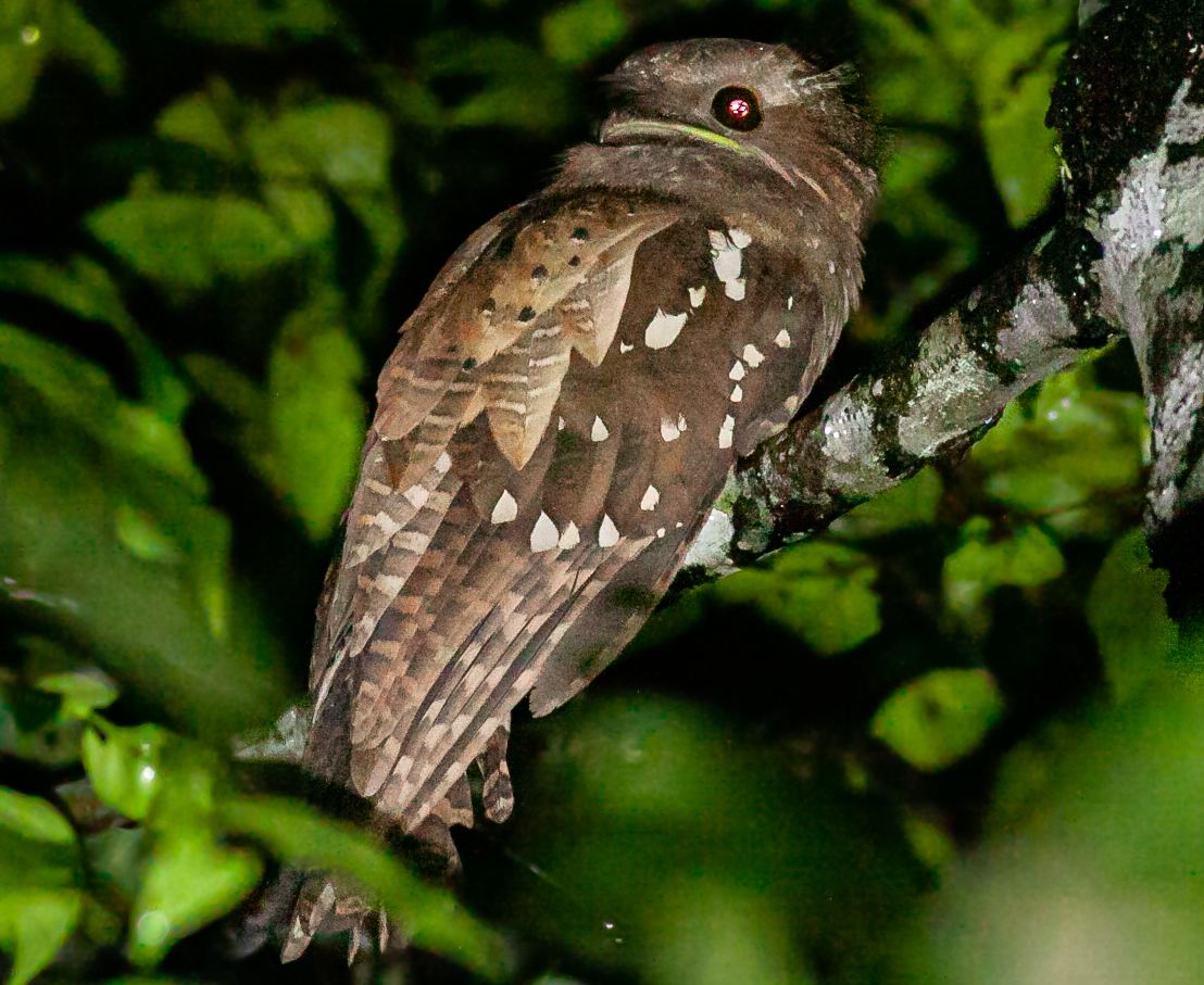 Dulit Frogmouth