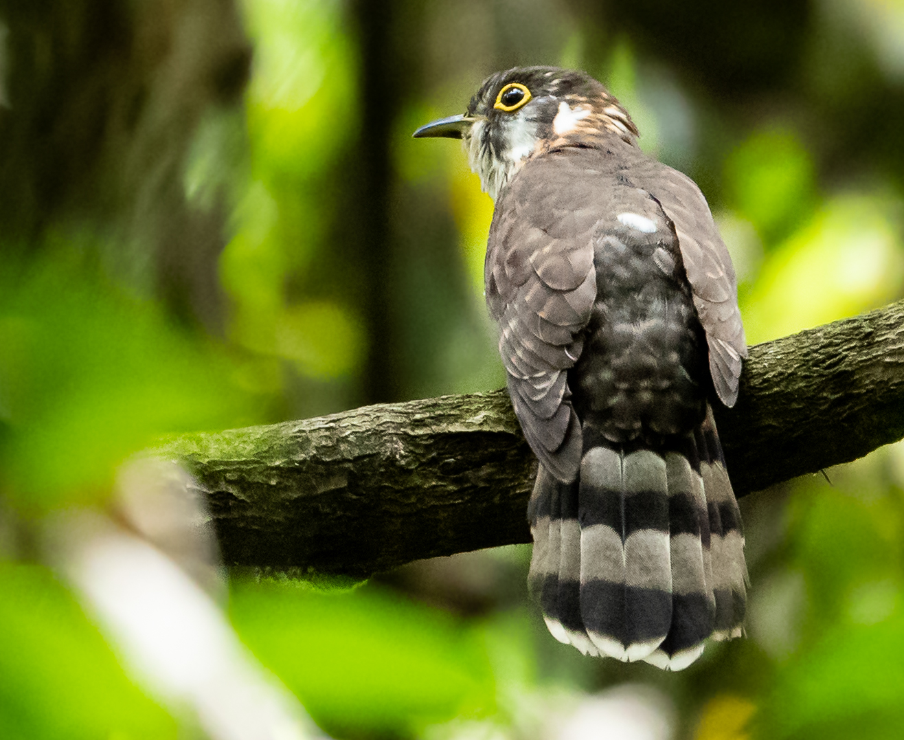 Moustached Hawk Cuckoo